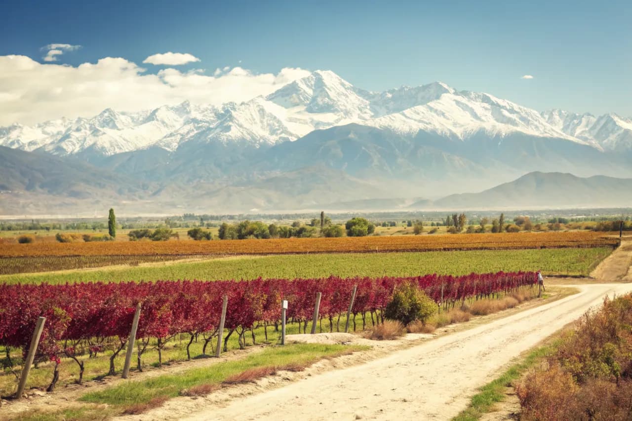 Vineyard landscape of Argentina