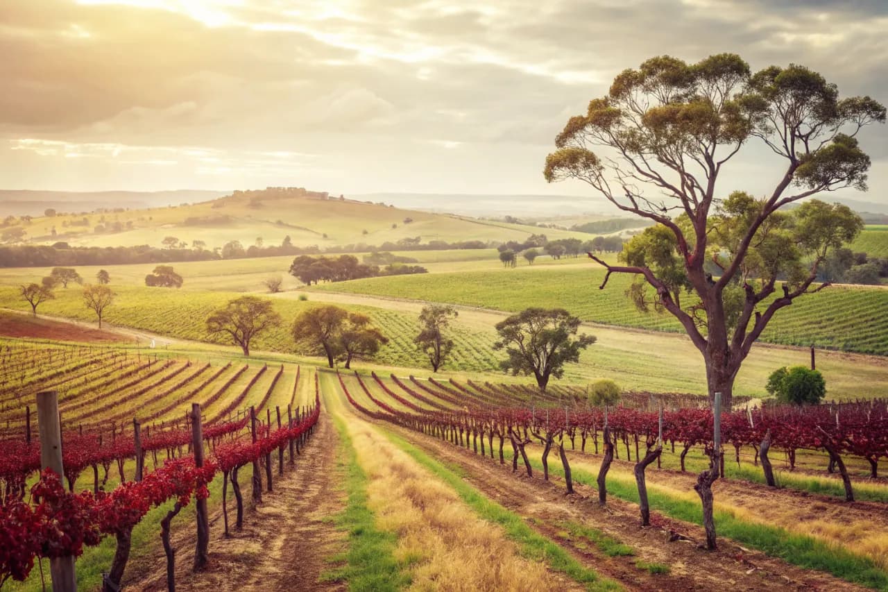Vineyard landscape of Australia