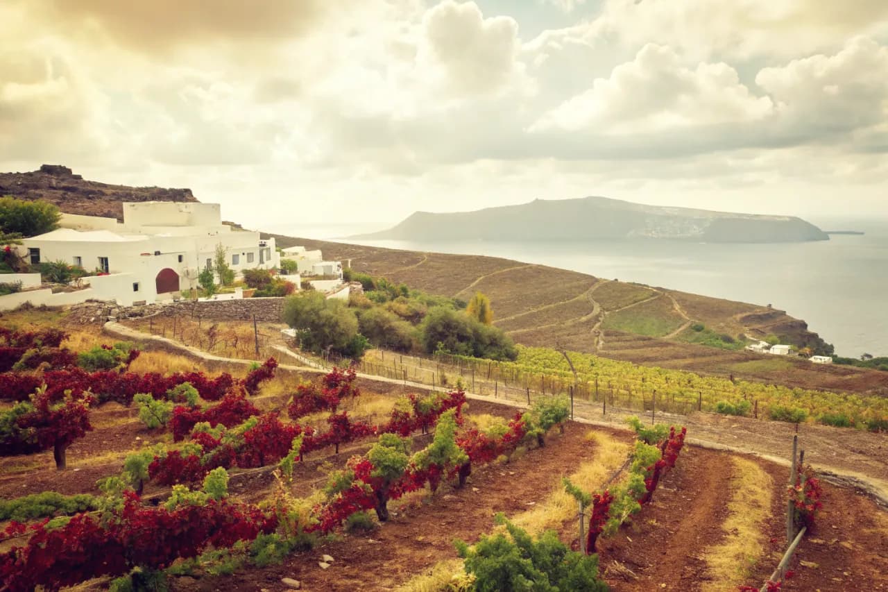 Vineyard landscape of Greece