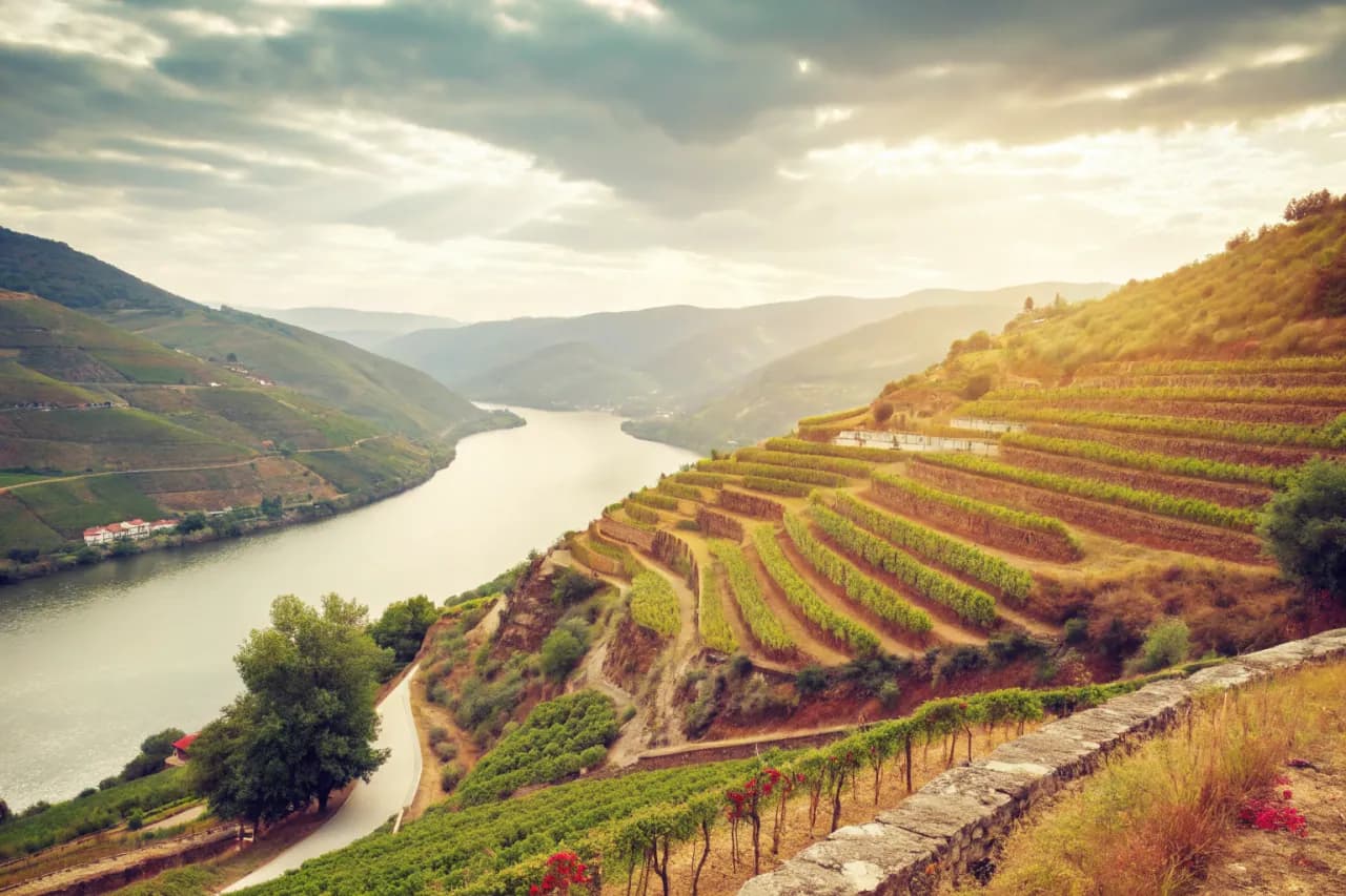 Vineyard landscape of Portugal