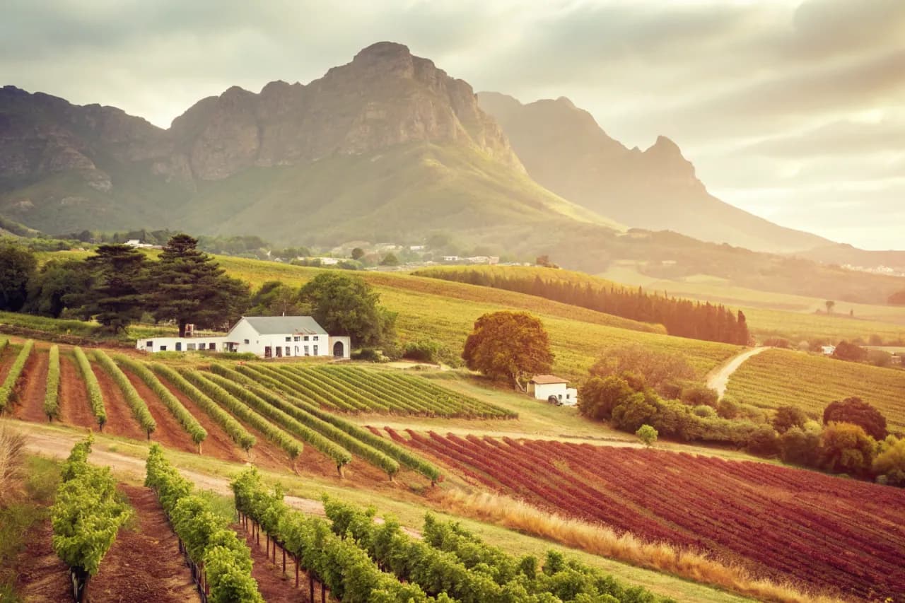 Vineyard landscape of South Africa