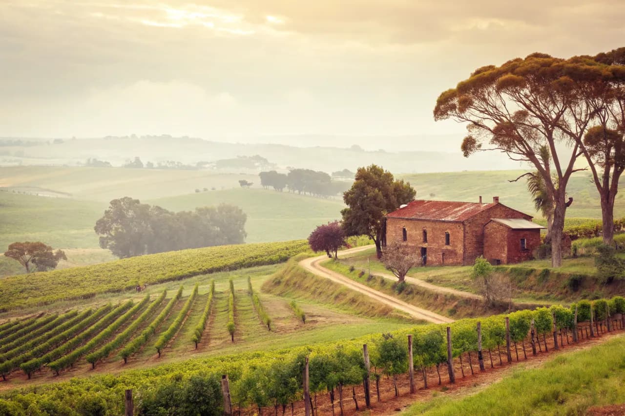 Vineyard landscape of Uruguay