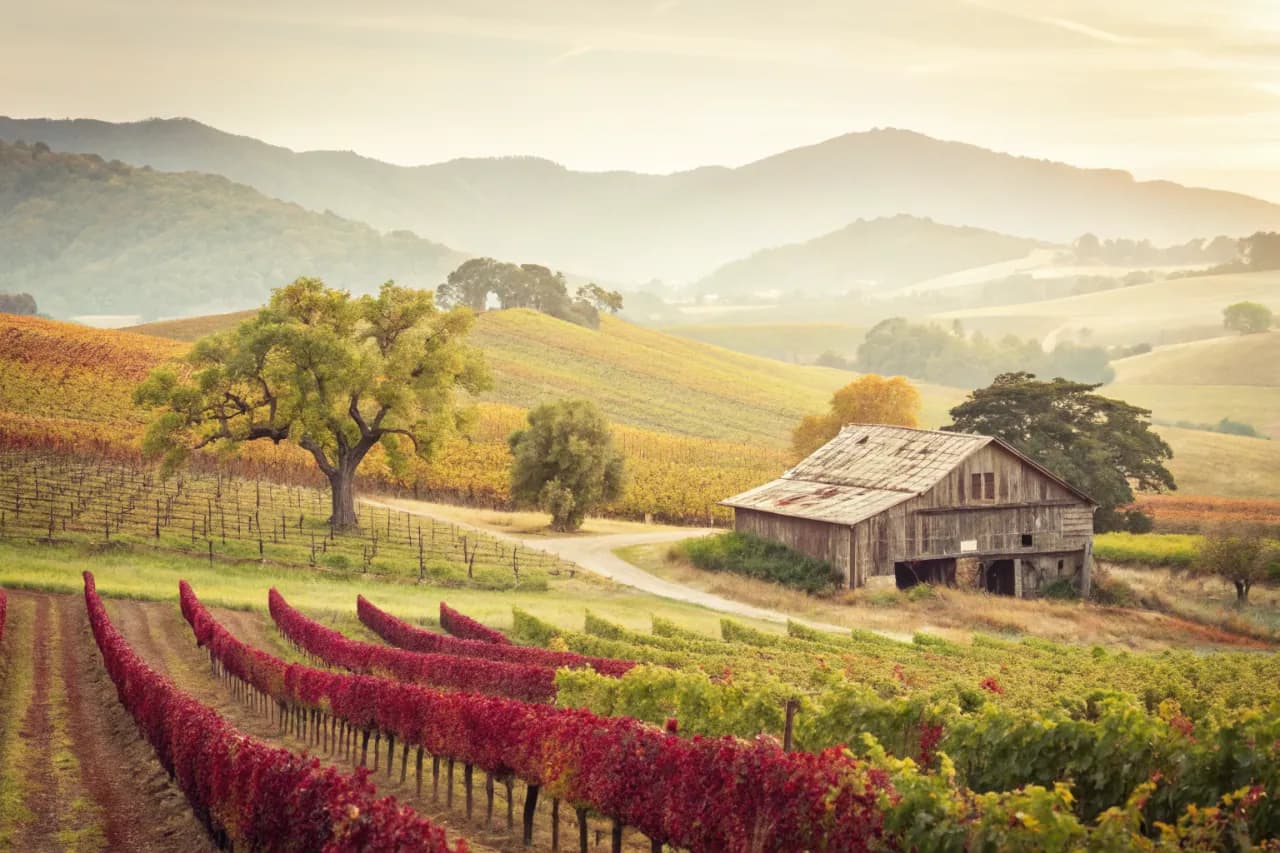 Vineyard landscape of United States