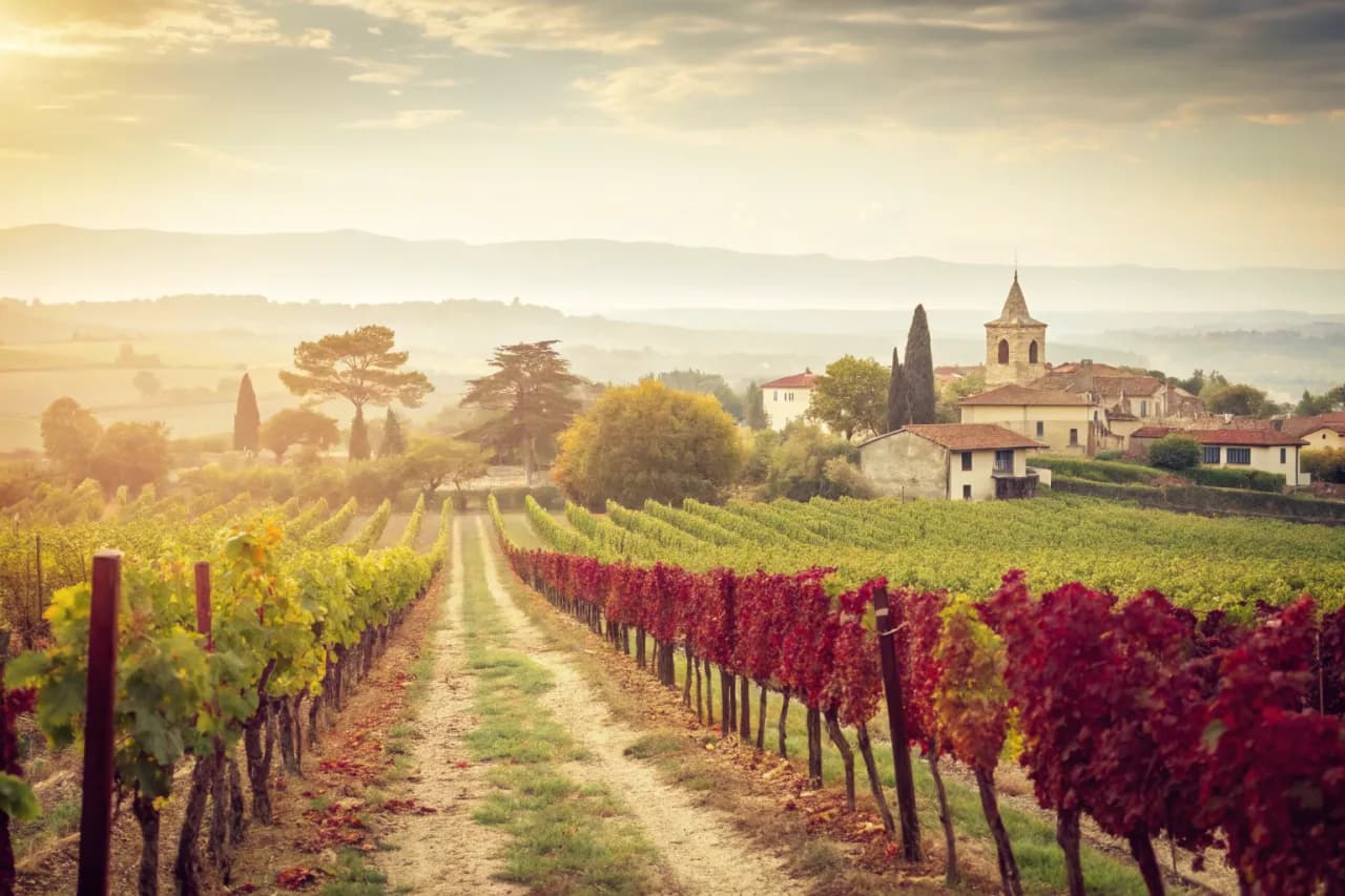 Vineyards of Achaval-Ferrer