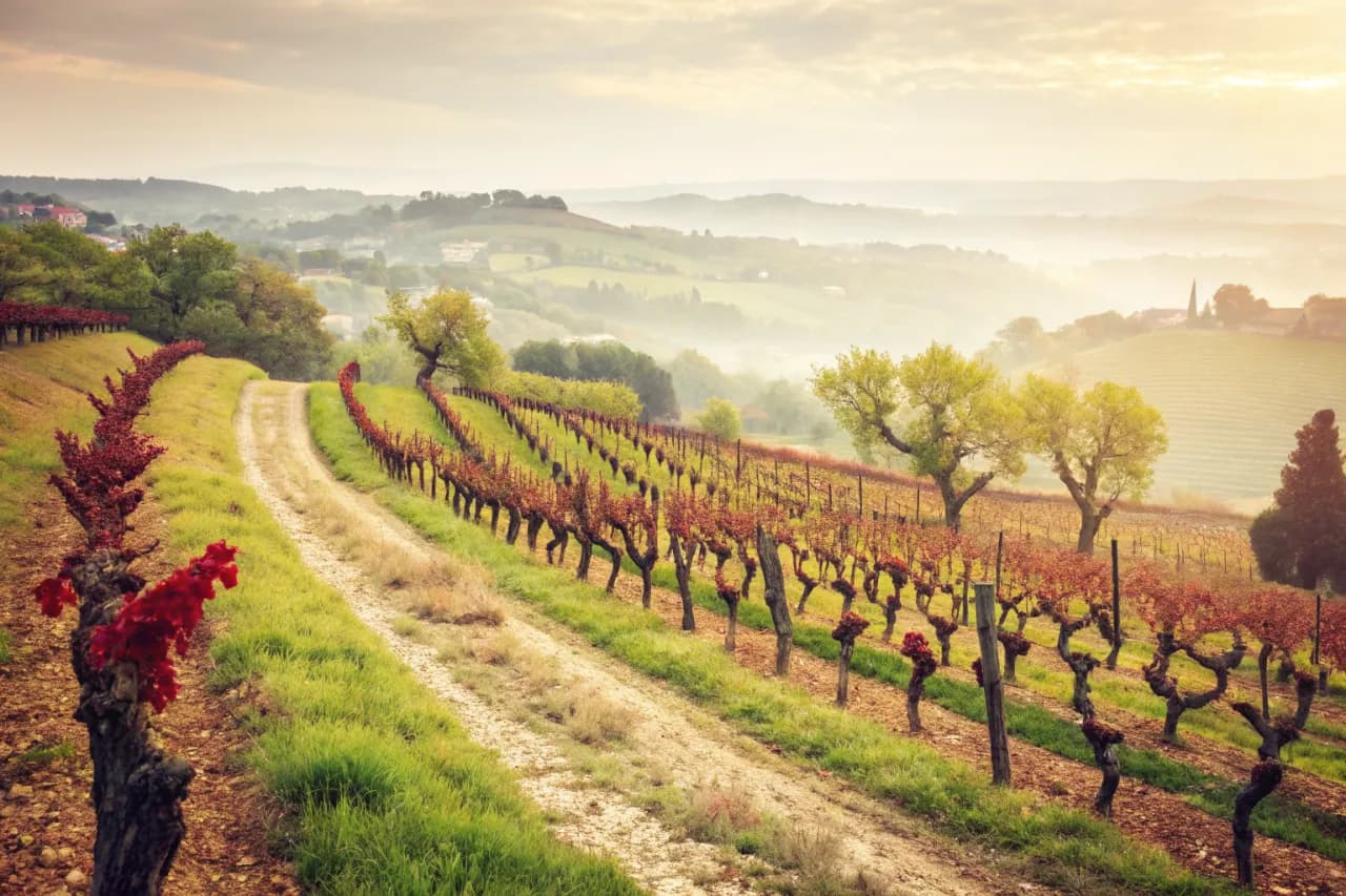 Vineyards of Álvaro Palacios