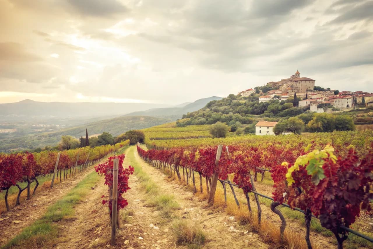 Vineyards of Antoine Arena