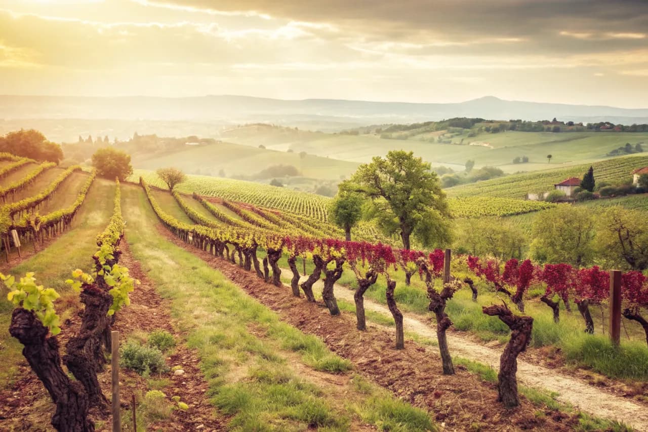 Vineyards of Artadi