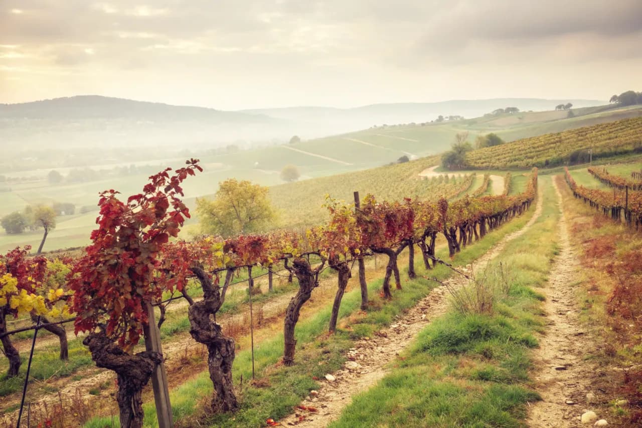 Vineyards of Dr. Bürklin-Wolf