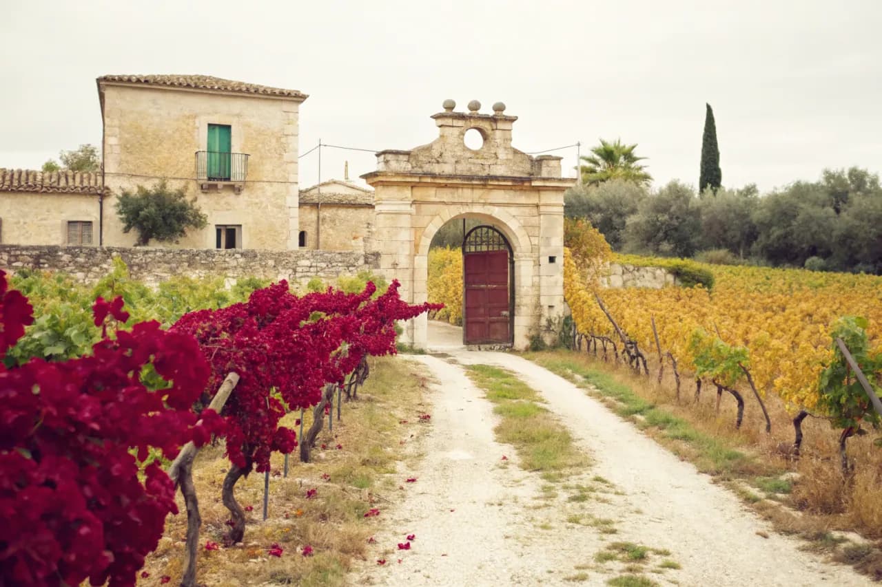 Vineyards of Cantele