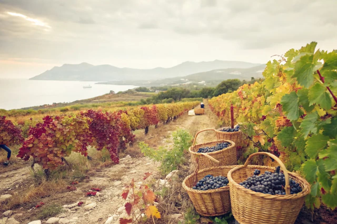 Vineyards of Capichera