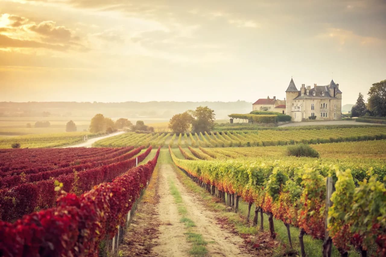 Vineyards of Château d'Yquem