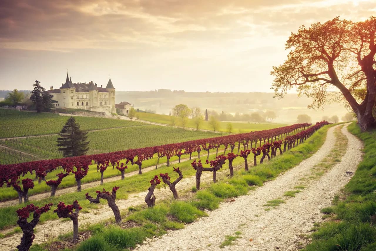 Vineyards of Château Latour