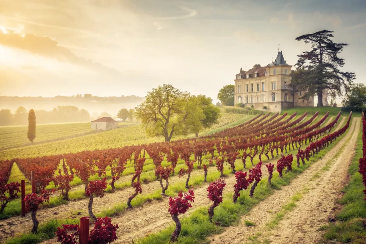 Vineyards of Château Margaux