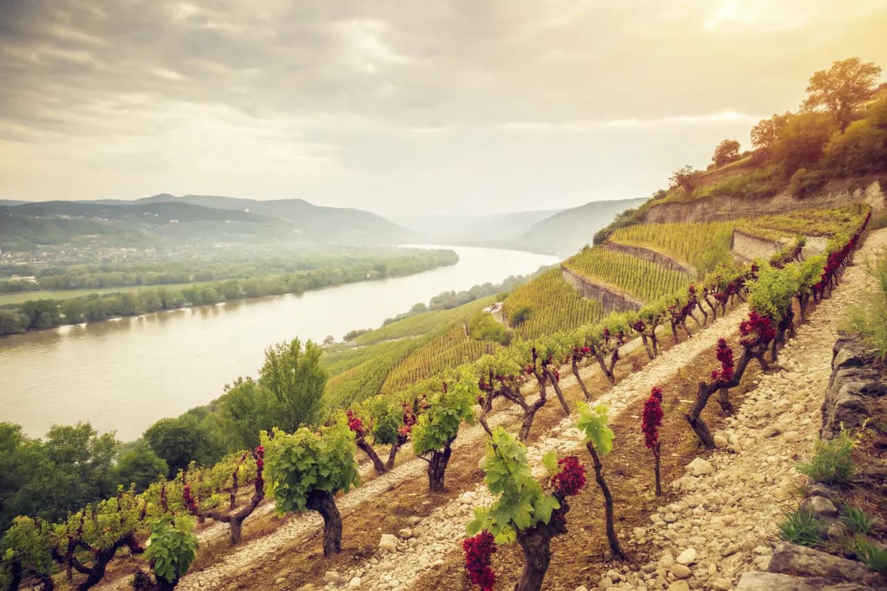 Vineyards of Château Rayas