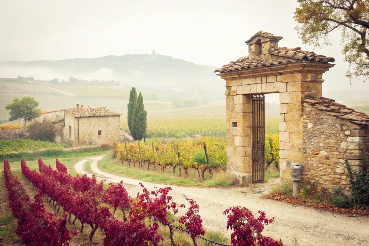 Vineyards of Bodegas Chivite