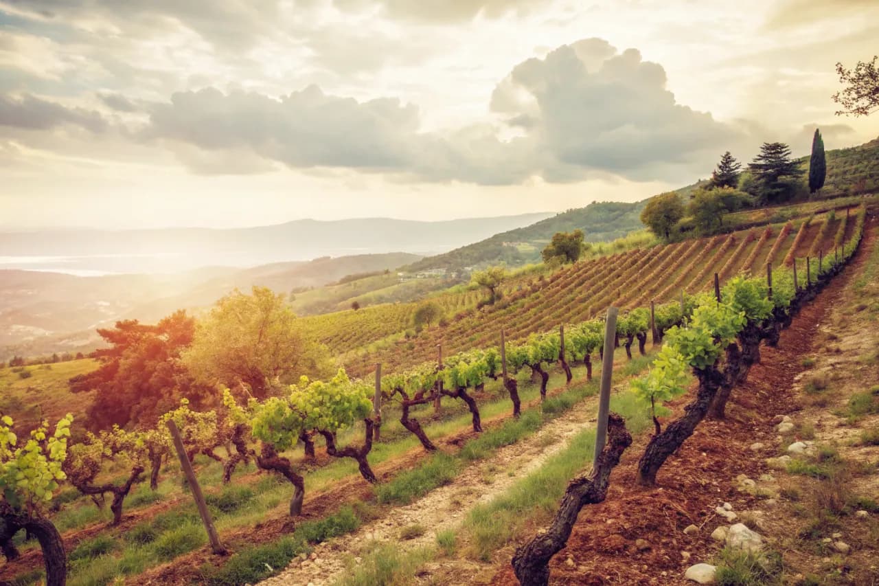 Vineyards of Domaine Comte Abbatucci