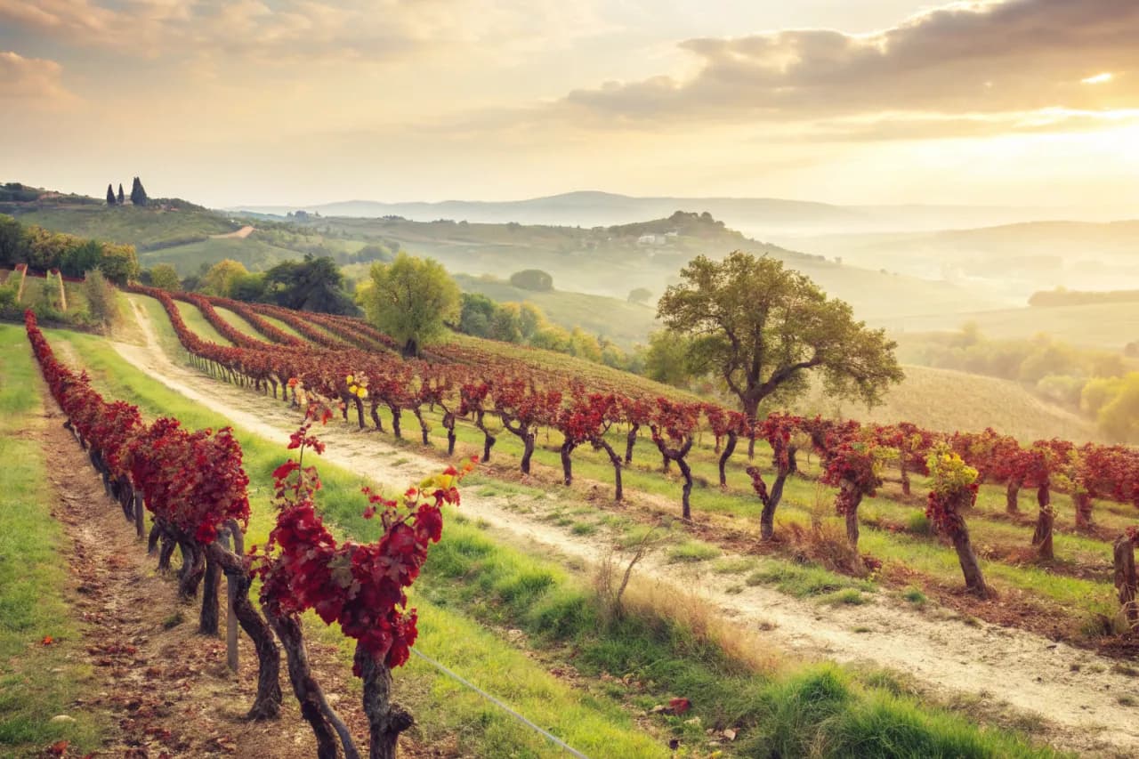 Vineyards of COS
