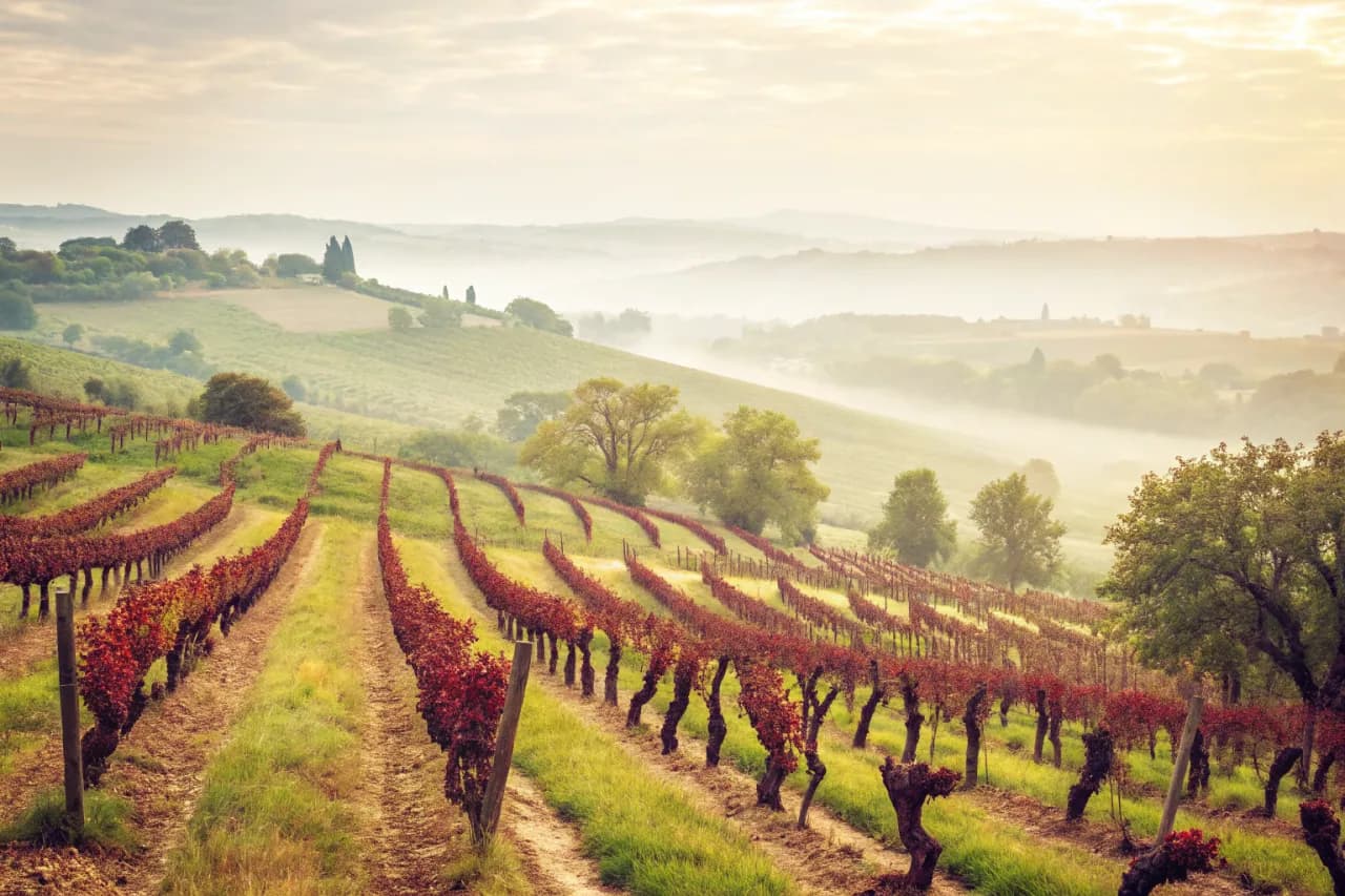 Vineyards of De Martino