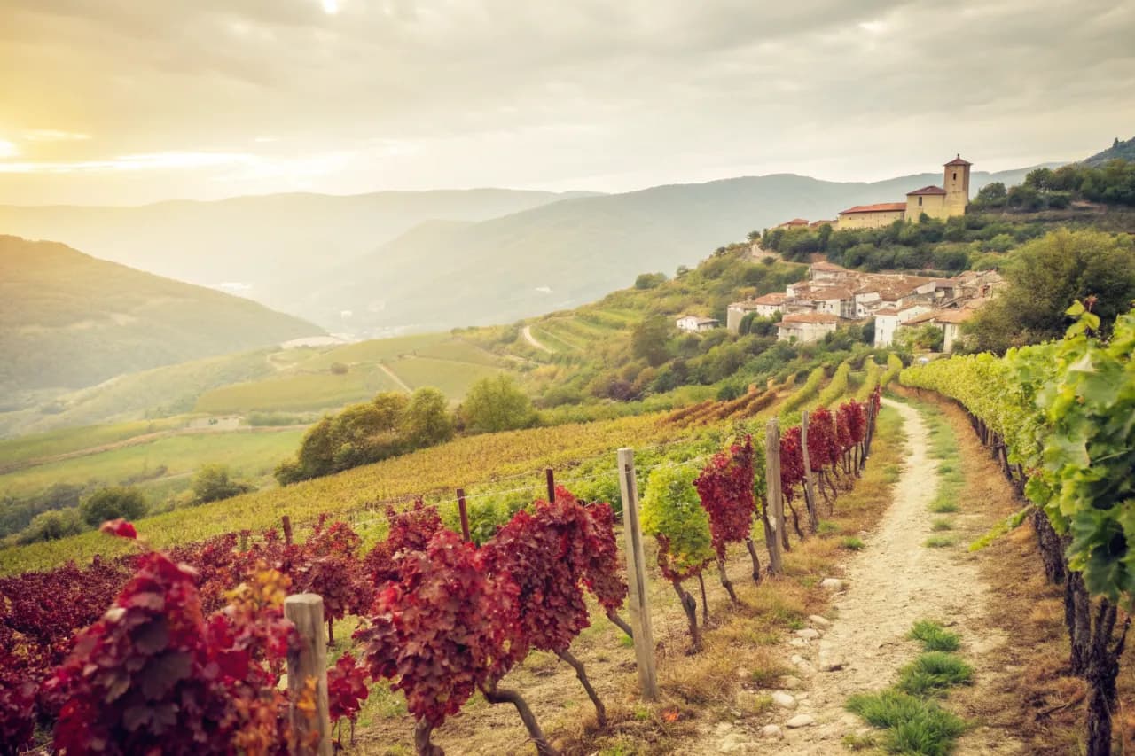 Vineyards of Descendientes de J. Palacios