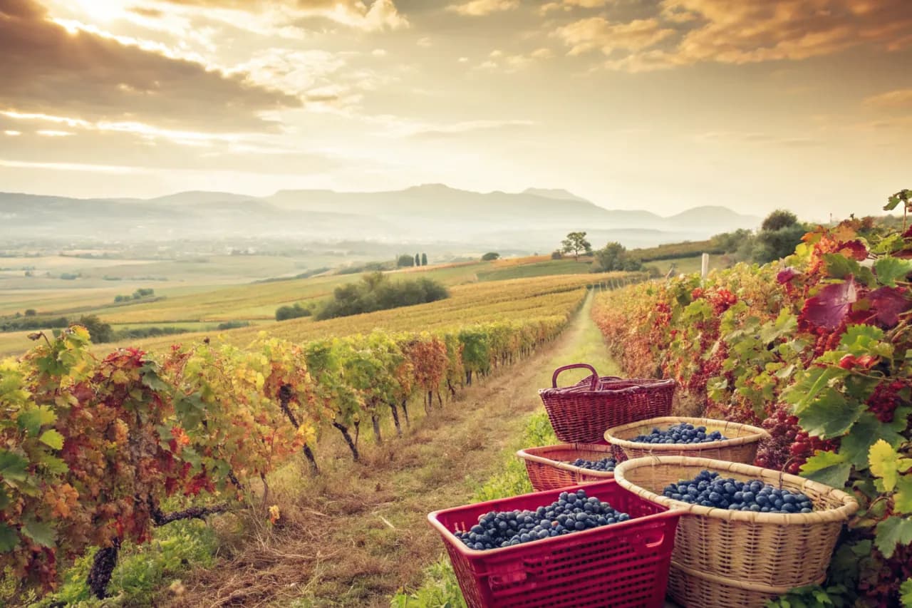 Vineyards of Domaine Cauhapé