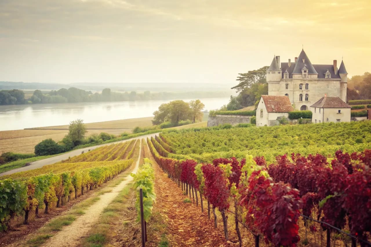 Vineyards of Domaine de la Pépière
