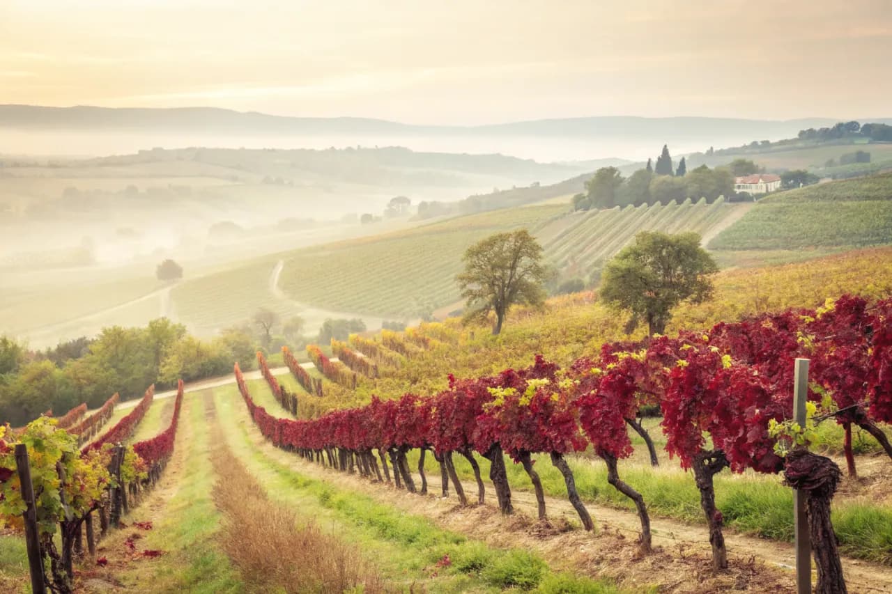 Vineyards of Domaine Drouhin Oregon