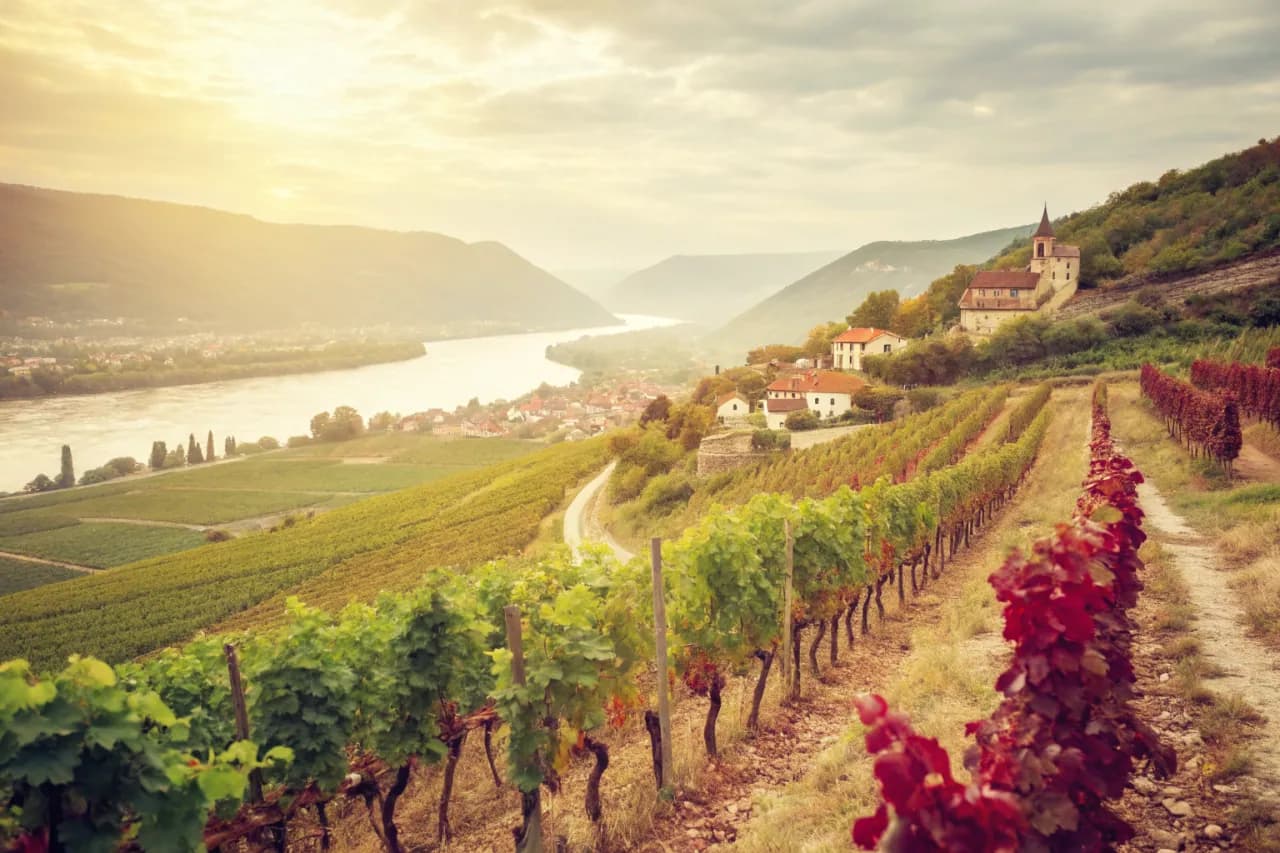 Vineyards of Domaine Jamet