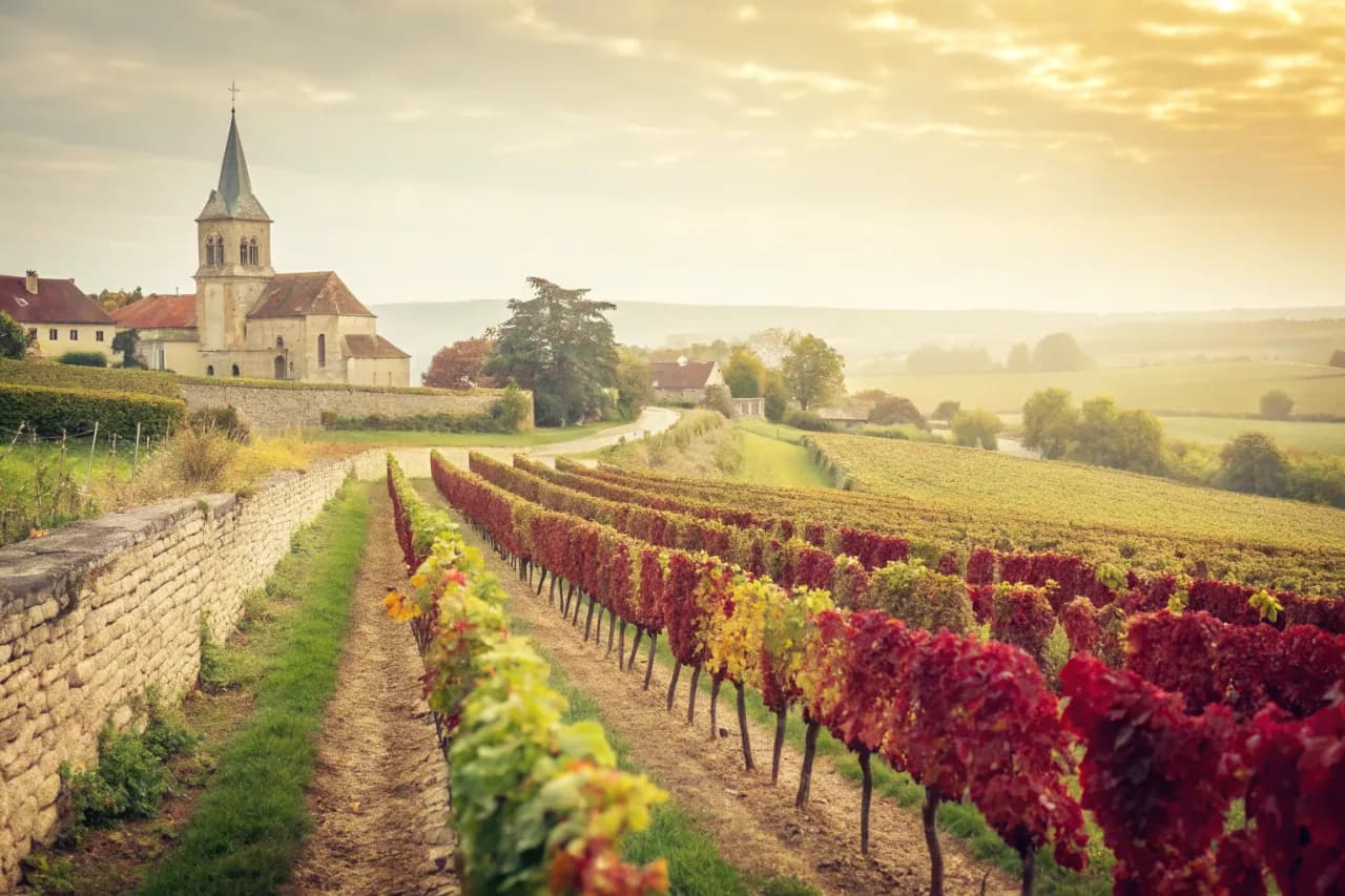 Vineyards of Domaine Leroy
