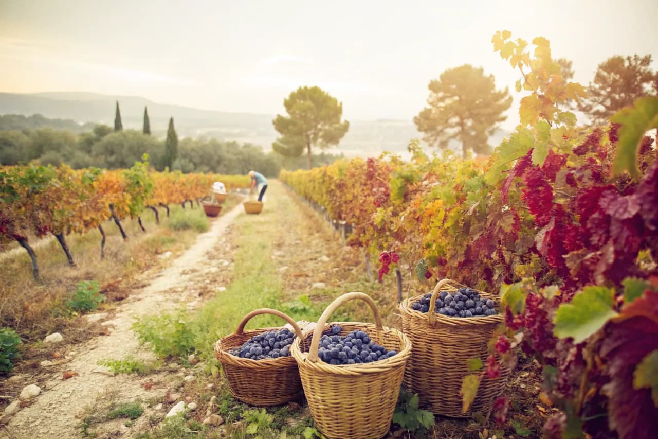Vineyards of Domaine Tempier