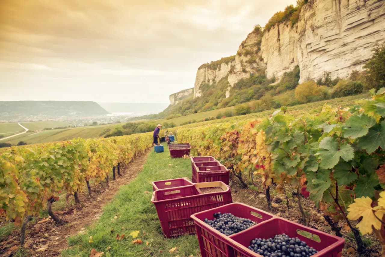 Vineyards of Domaine Tissot (Stéphane Tissot)