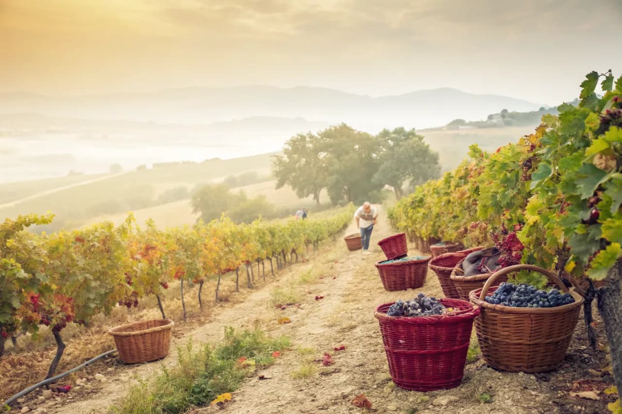 Vineyards of Domaines Lupier