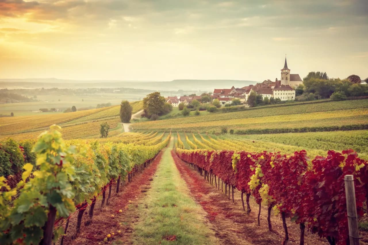 Vineyards of Fritz Haag