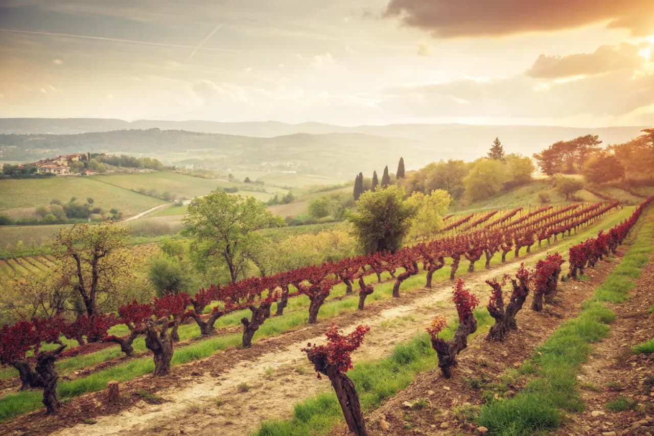 Vineyards of Gaia Estate
