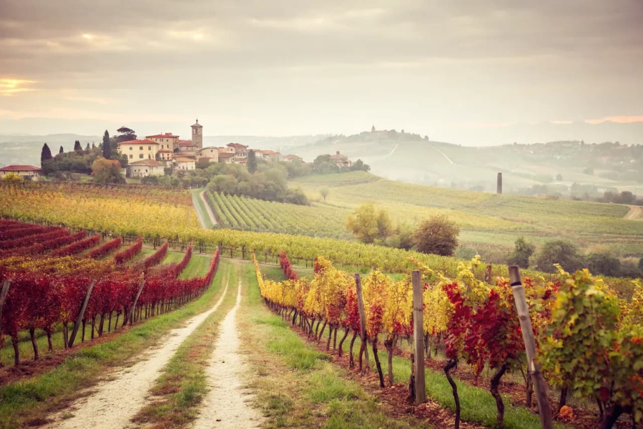 Vineyards of Giacomo Conterno