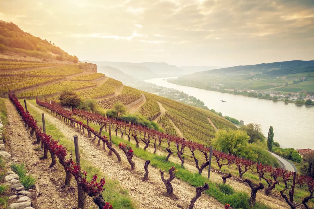 Vineyards of Domaine Jean-Louis Chave