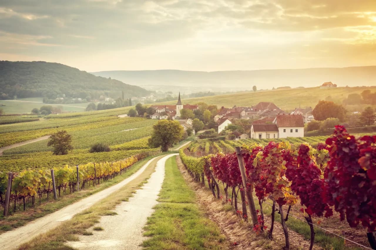 Vineyards of Joh. Jos. Prüm