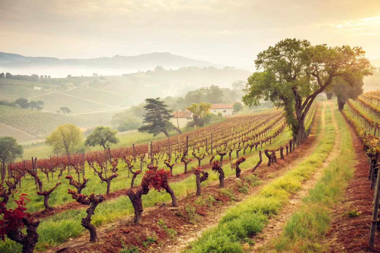 Vineyards of Klein Constantia