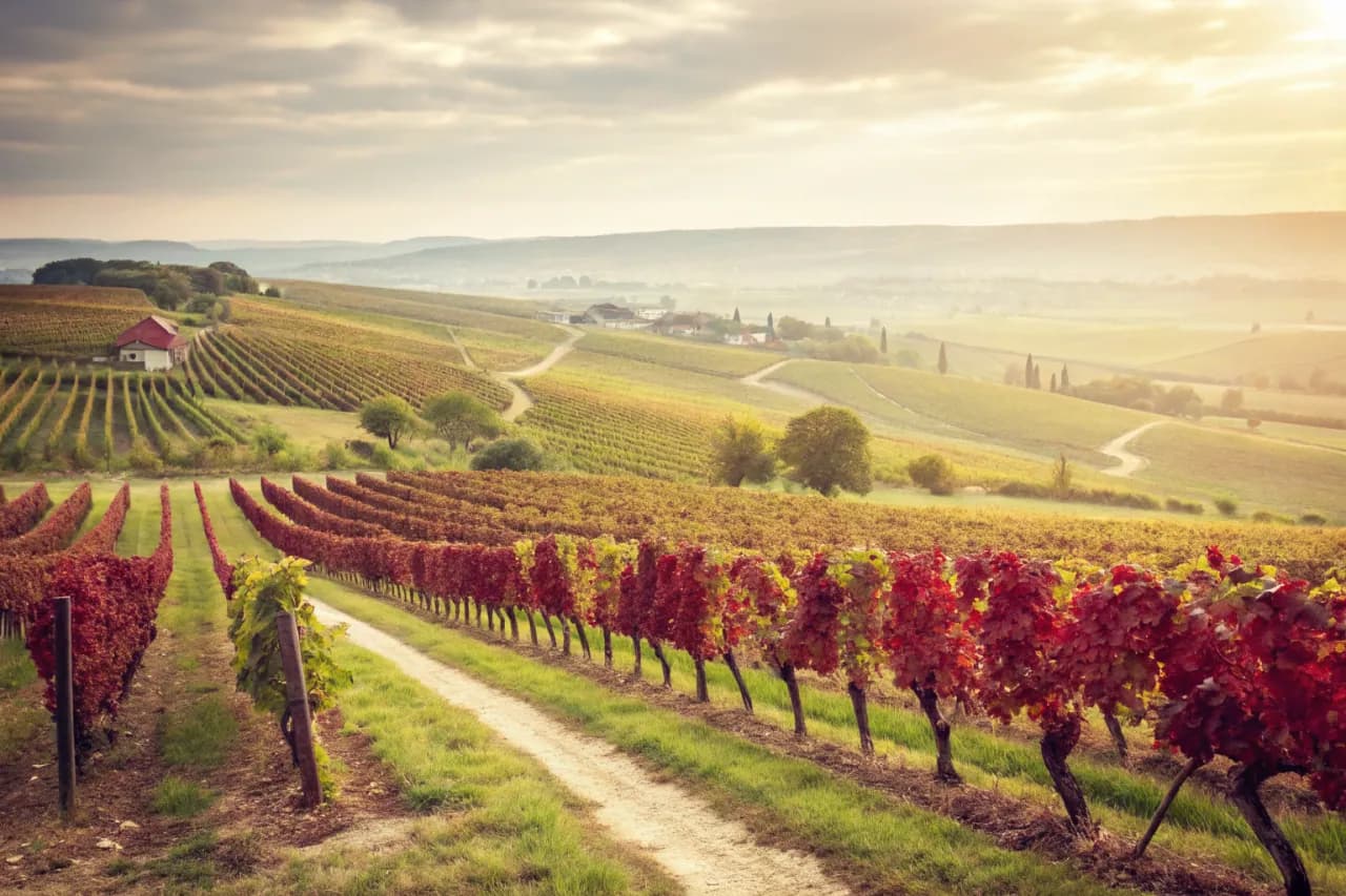 Vineyards of Krug