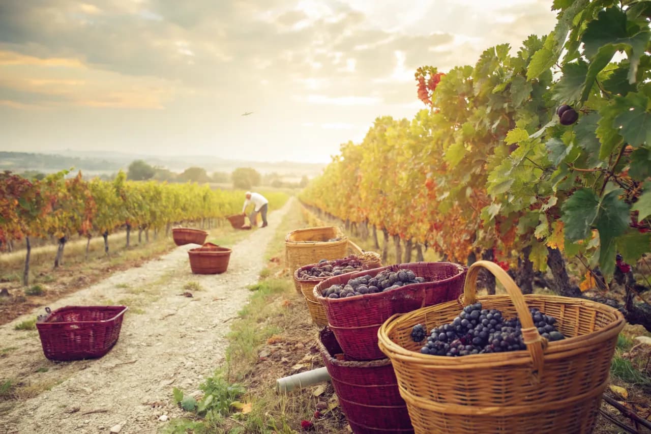 Vineyards of Lapostolle