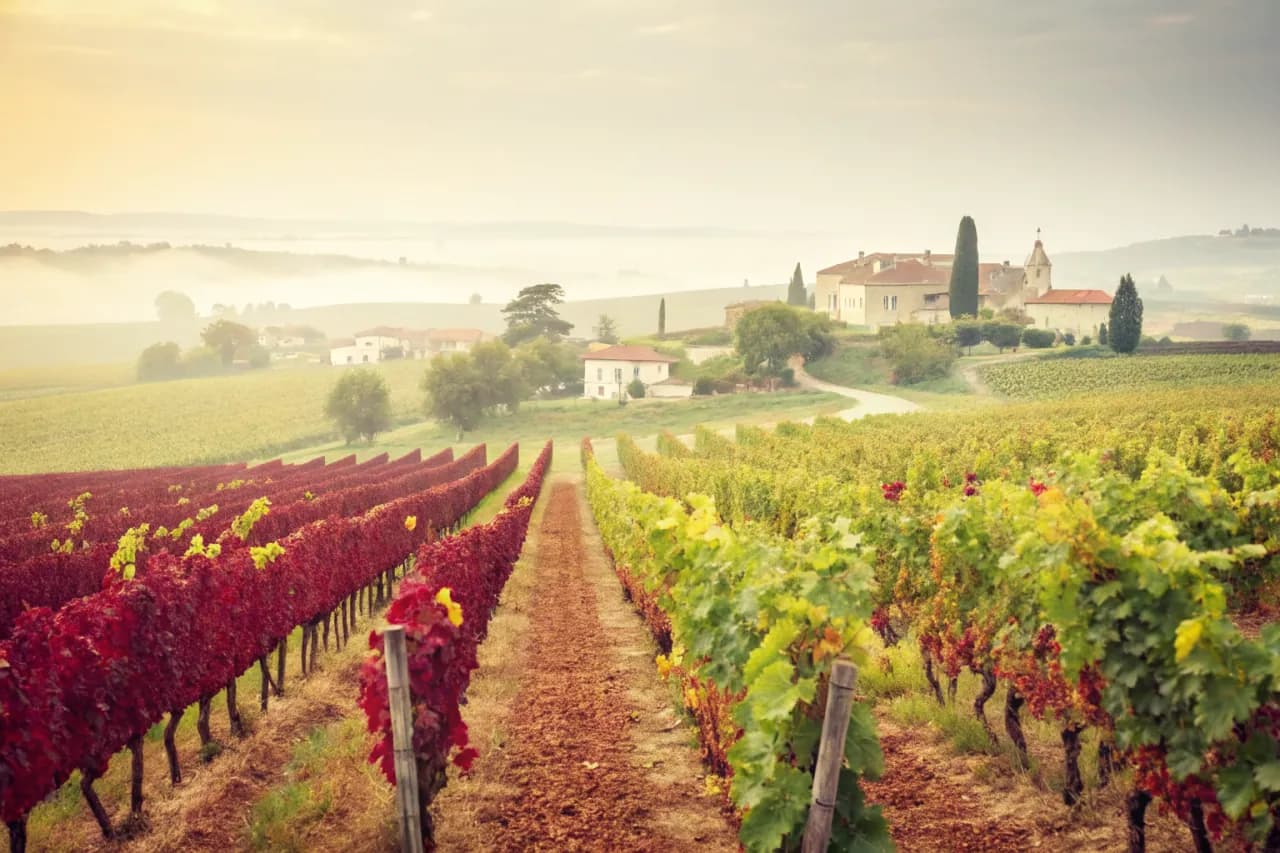 Vineyards of Montes