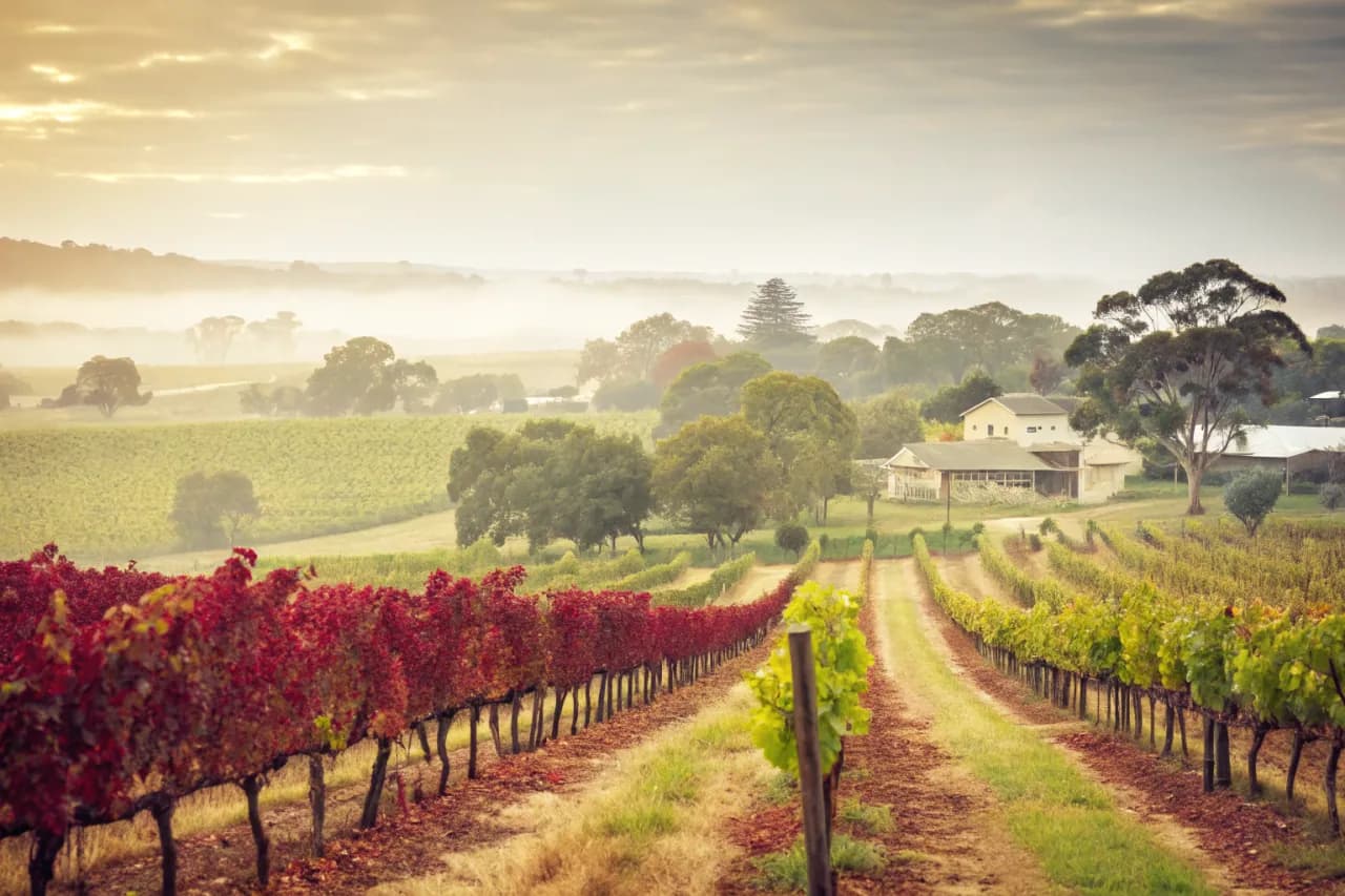 Vineyards of Moss Wood
