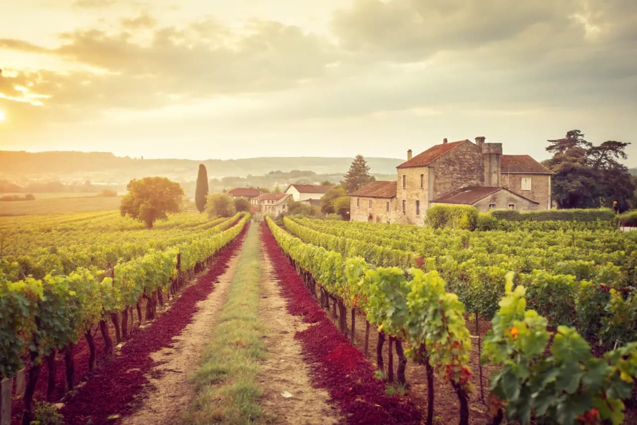 Vineyards of Mount Mary