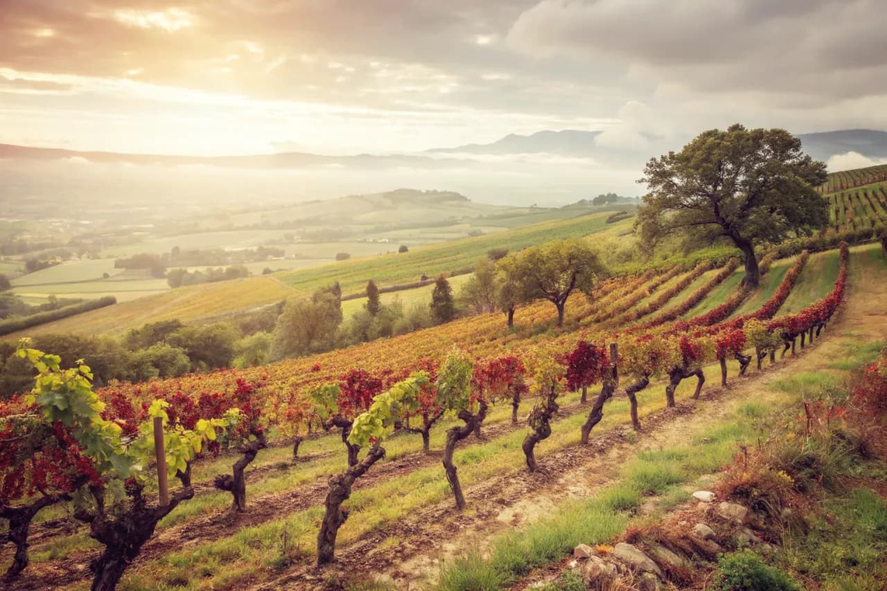 Vineyards of Mullineux