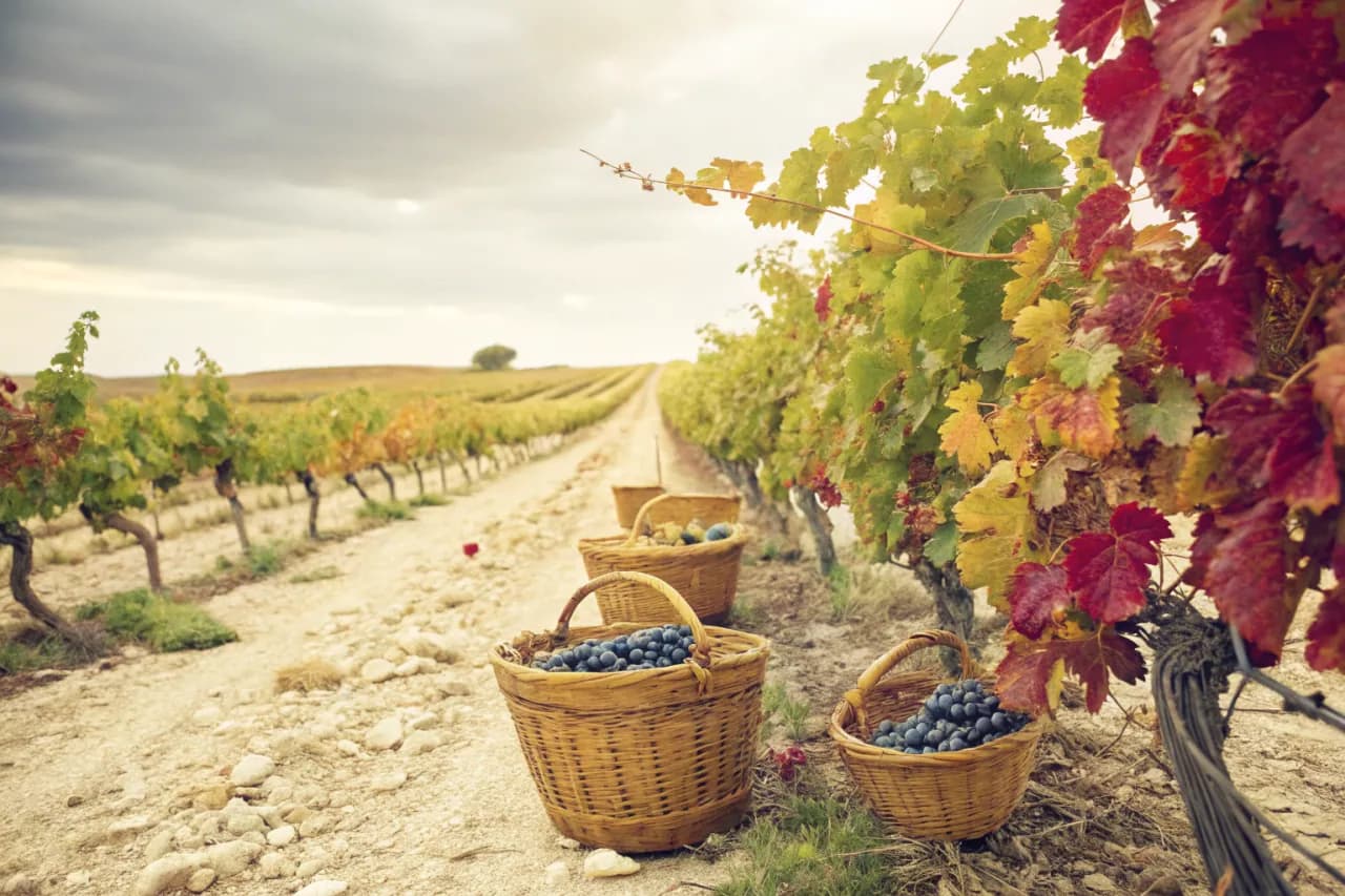 Vineyards of Numanthia