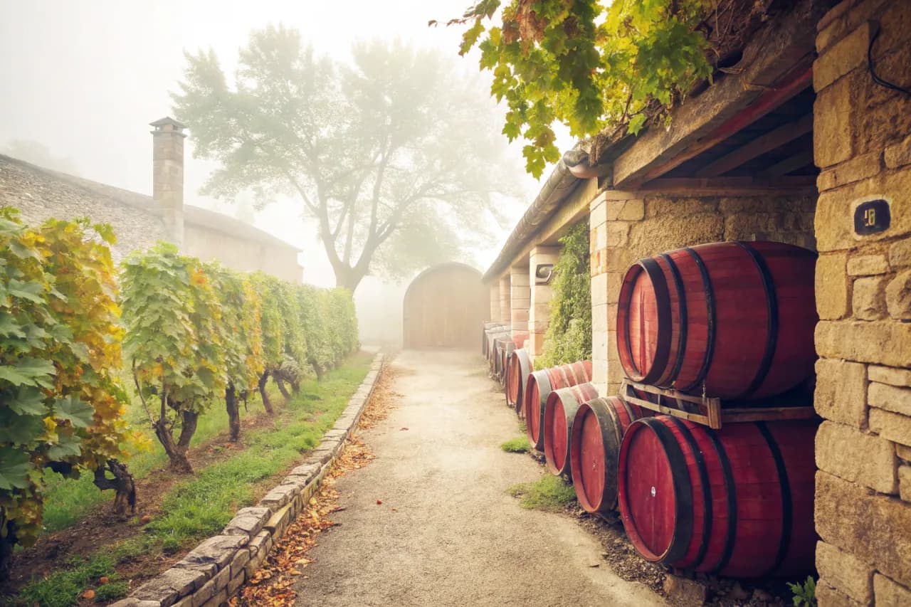 Vineyards of Opus One