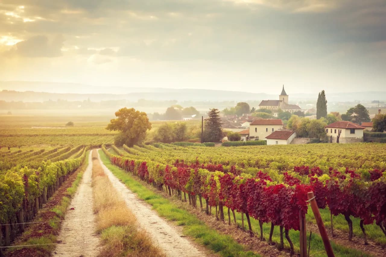 Vineyards of Pisano