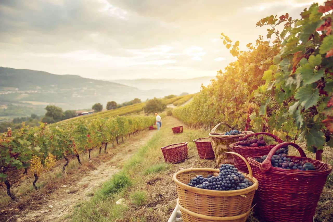 Vineyards of Quinta do Crasto