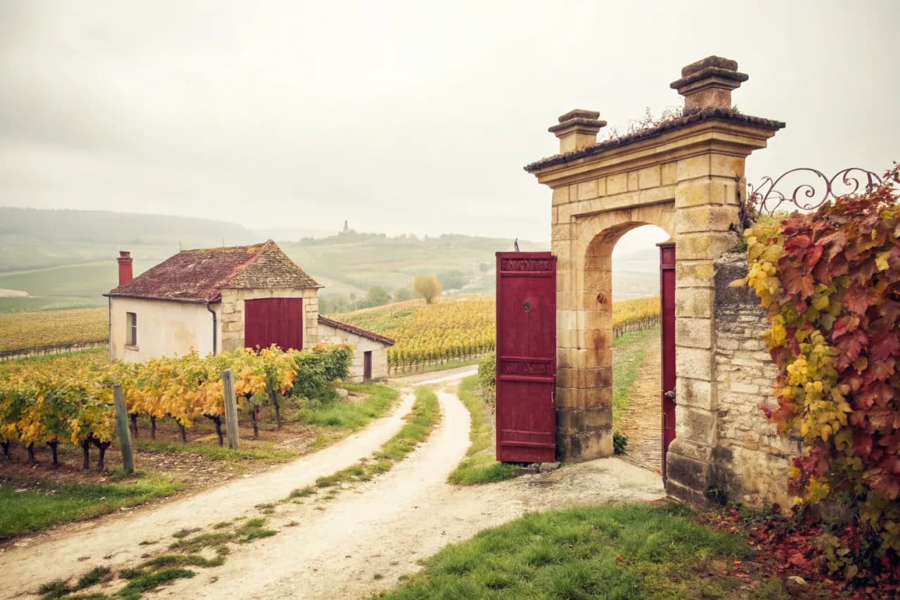 Vineyards of Weingut Robert Weil
