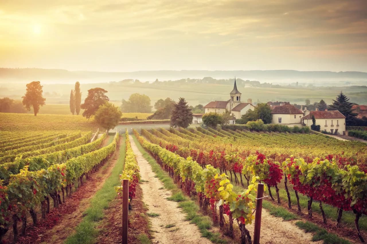 Vineyards of Sadie Family Wines