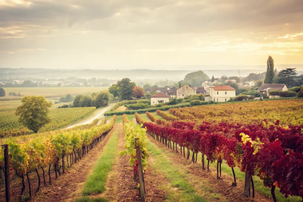 Vineyards of Screaming Eagle
